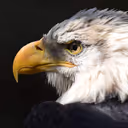 Eagle90