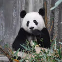 PANDA STORE