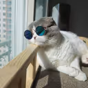 Joisboi