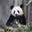 PANDA STORE