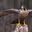 WildFalcon