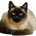 paull