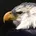 Eagle90