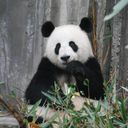 PANDA STORE