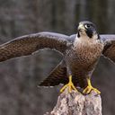 WildFalcon