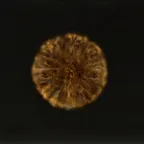 [ Xbox ] Max level - 713 - Will Give You Enough Runes To Get Max Level (instant delivery)