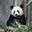 PANDA STORE