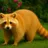 Golden raccoon8