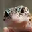 Gekko