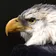 Eagle90