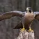 WildFalcon