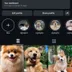 Dog Instagram Page -2K Followers | Secure Transfer | OG Email |0rganic Followers |